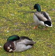 Stockente-1.JPG